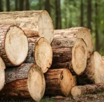 Production de bois de paulownia