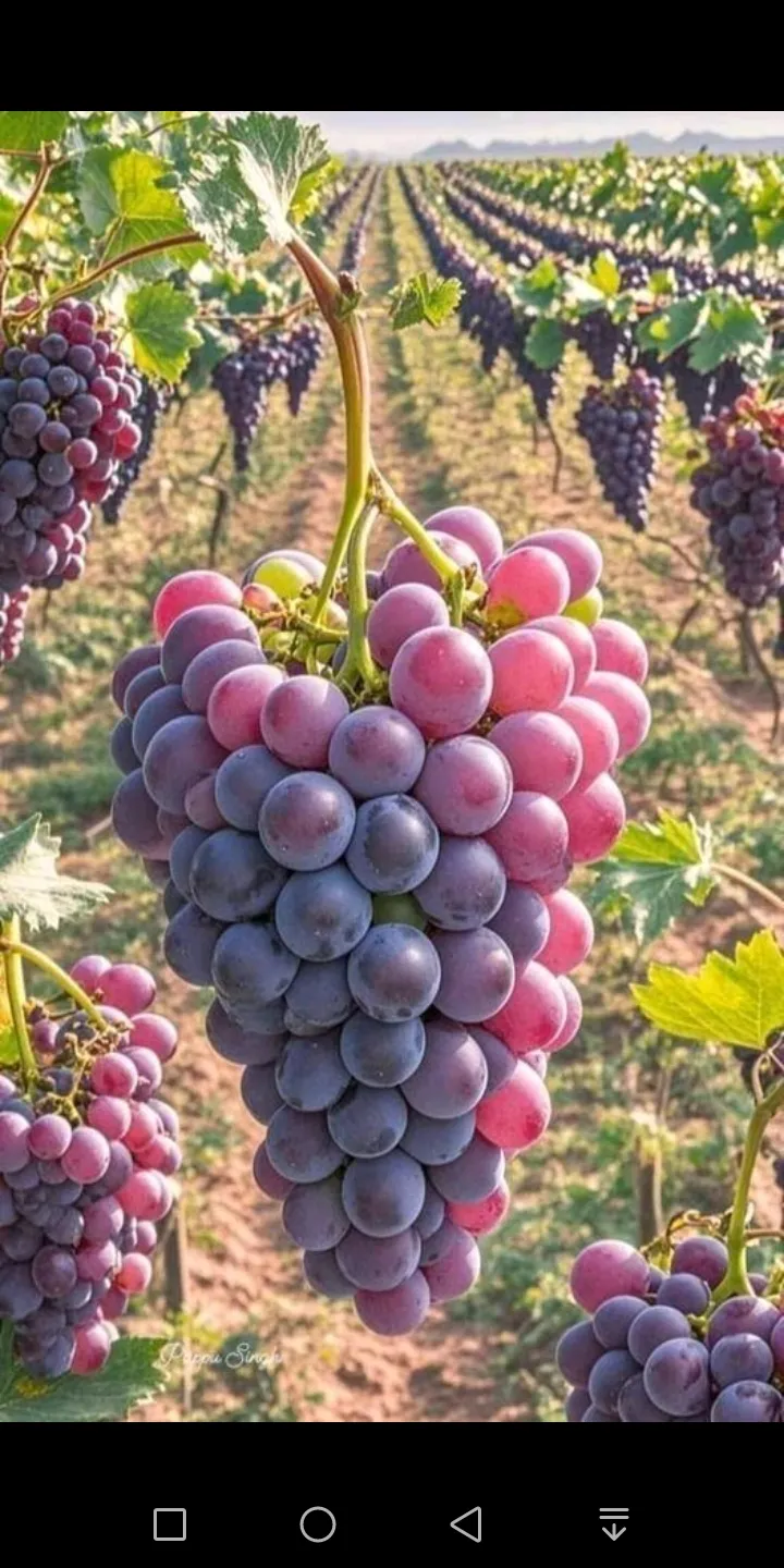 Raisin pour tous