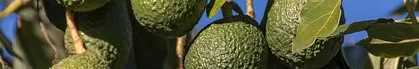 Kenyan Avocado Orchard.