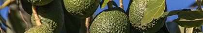 Kenyan Avocado Orchard.