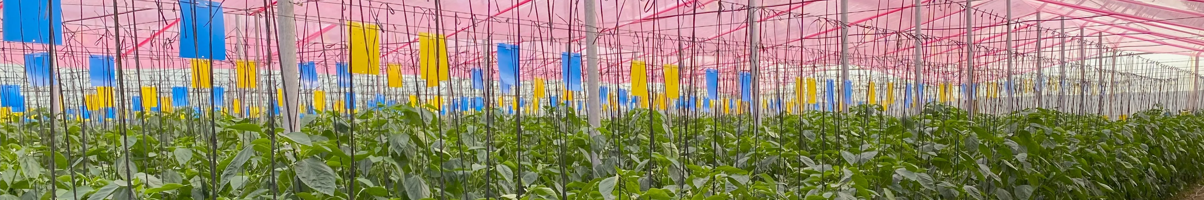 Banner Almeria greenhouse 2023 11