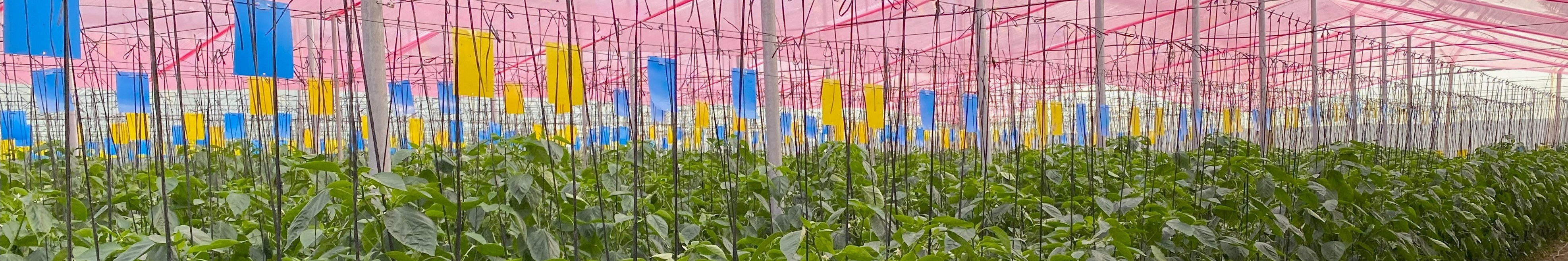 Banner Almeria greenhouse 2023 11