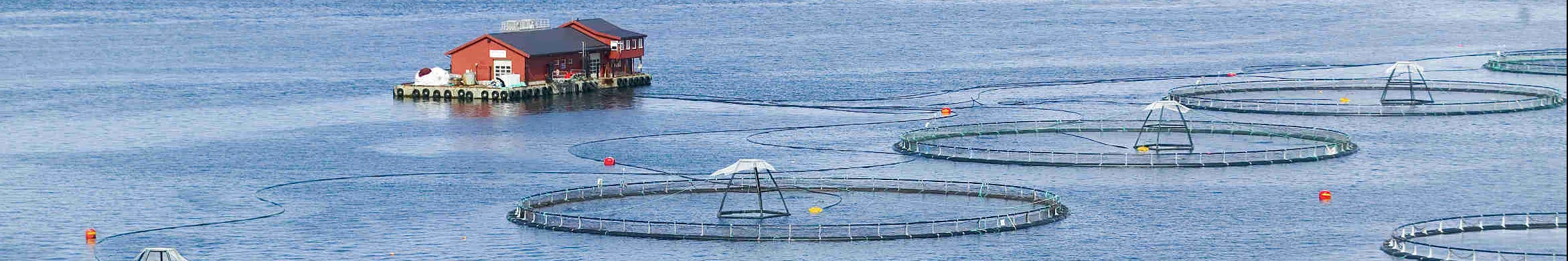 Digital solutions for aquafarms