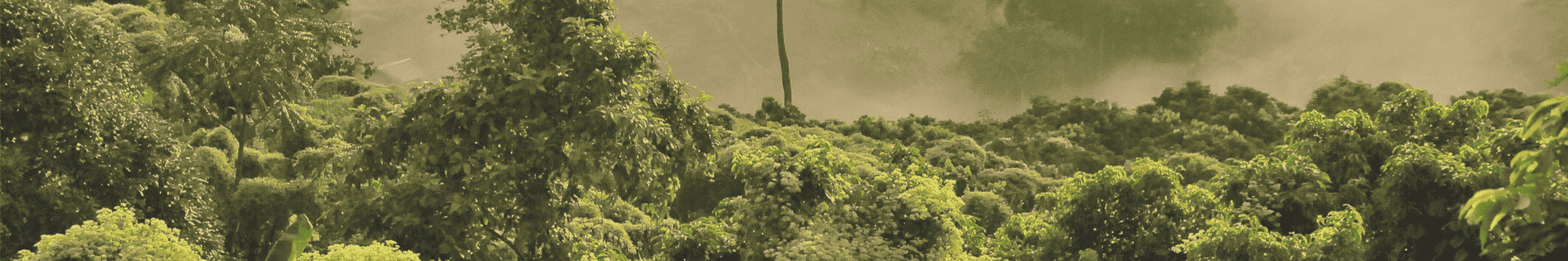 Sustainable Development