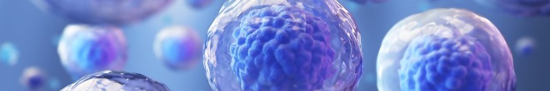 Image de cellules souches mésenchymateuses, qui sont "cargo" de notre gène modifié et forment ensemble notre cellule thérapeutique, BioTrojan