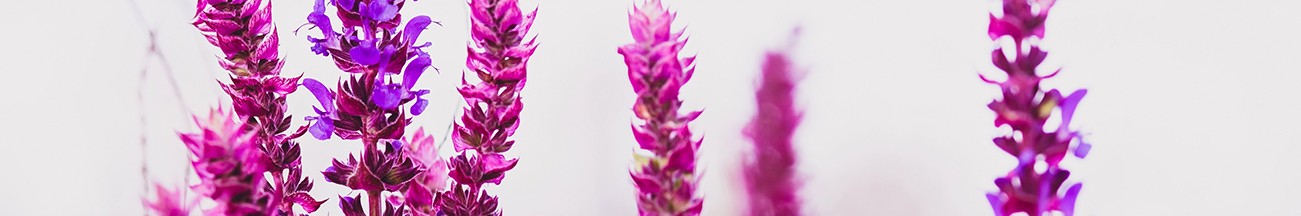 Aromatic plants