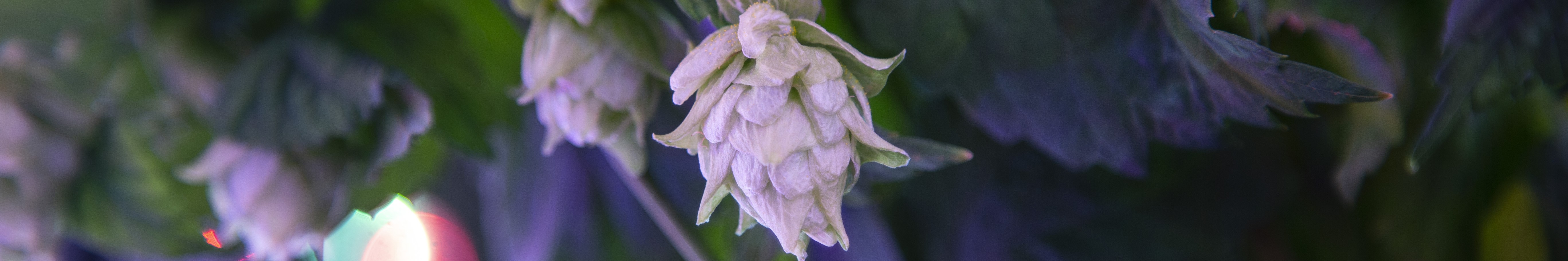 Indoor hop