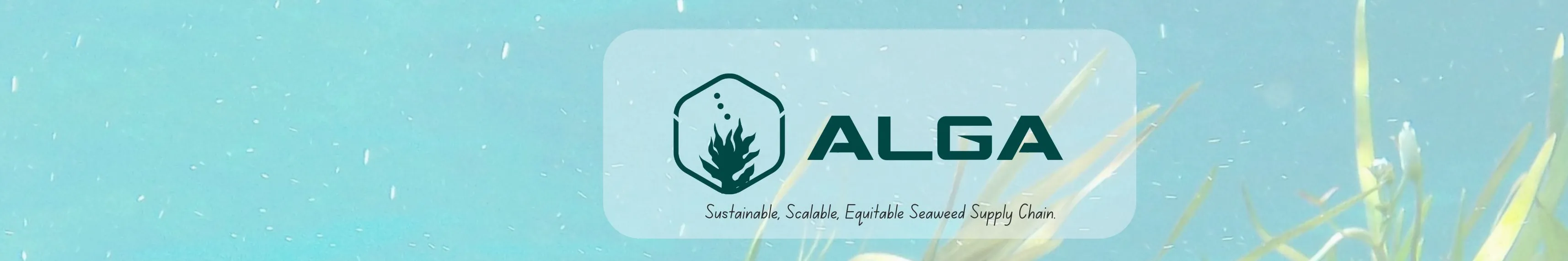 Alga Seaweed LTD. Blue economy startup