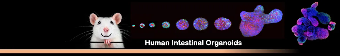 Human Intestinal Organoids