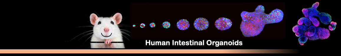 Human Intestinal Organoids