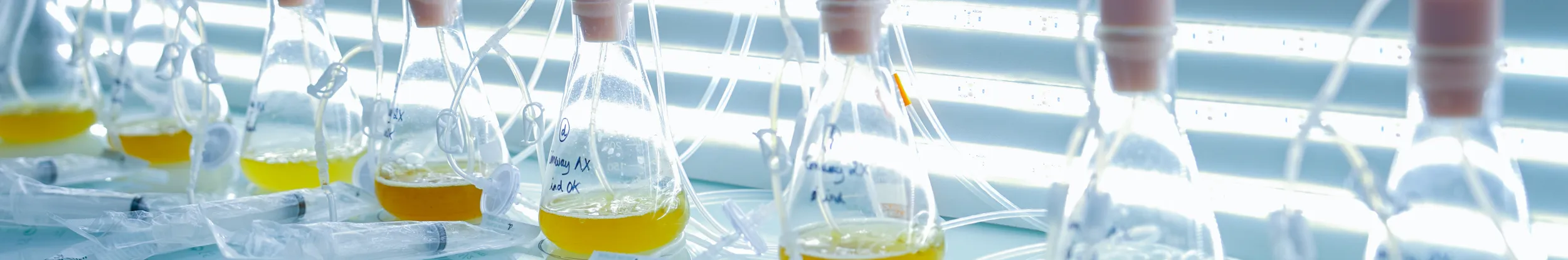 Culture of microalgae clones