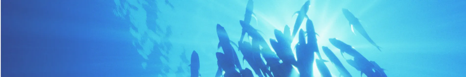 Turning Sunlight into Seafood