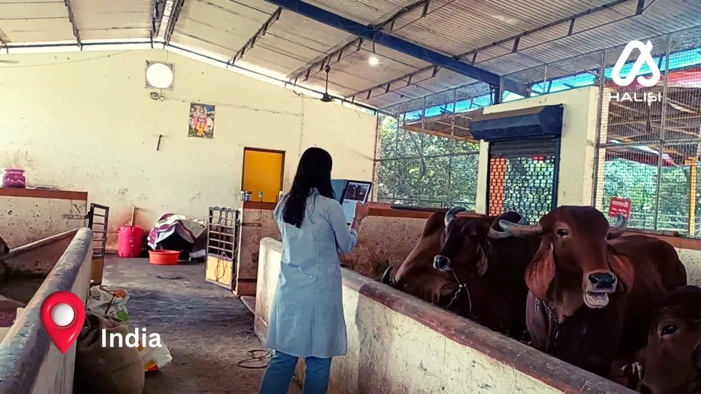 Halisi Field Test in India