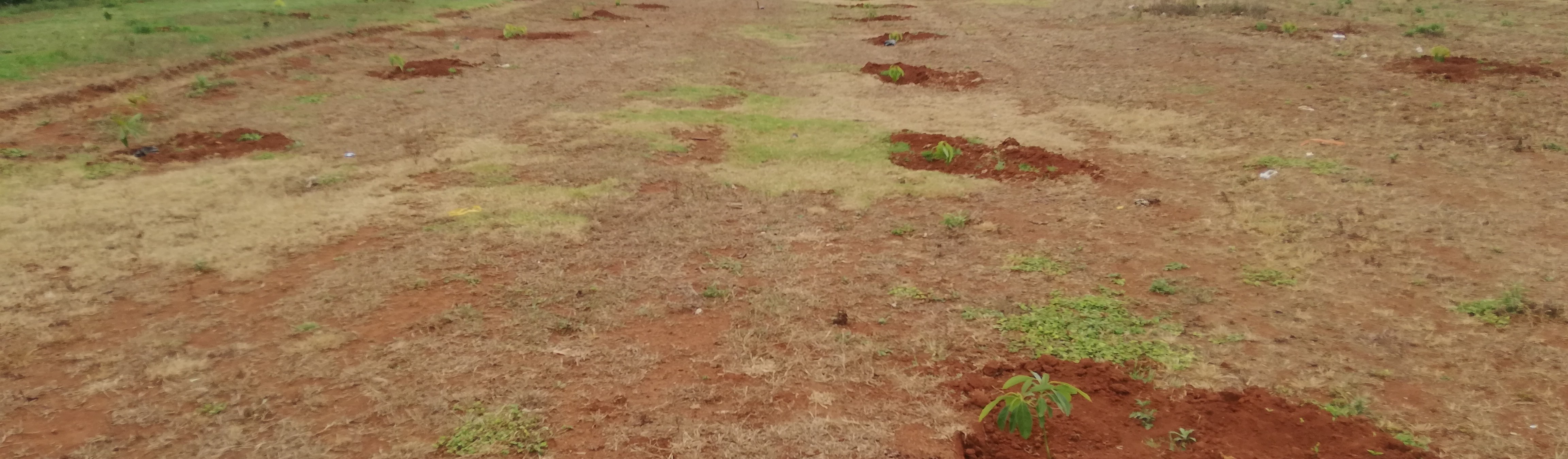 Orchard Establishment at Nyahururu.