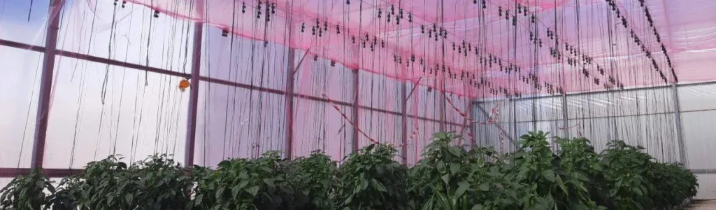 TECNOVA Pepper trial 2022 (Almeria, Spain)