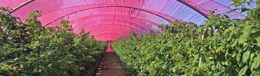 Raspberry High Tunnel in Spain Huelva