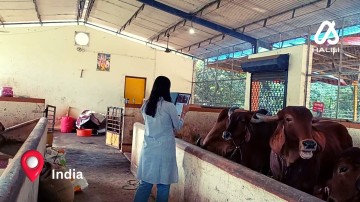 Halisi Field Test in India