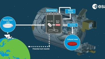 Cultivated Meat: The Future of Space Cuisine