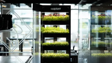 Ouiplant photo