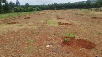 Orchard Establishment at Nyahururu.