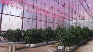 TECNOVA Pepper trial 2022 (Almeria, Spain) 