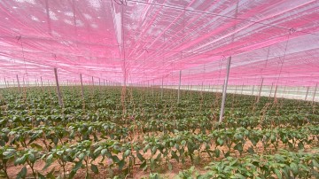 Pepper greenhouse - Murcia, Spain - 2024/02