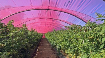 Raspberry High Tunnel in Spain Huelva