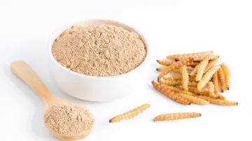 Tenebrio molitor protein powder