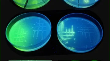 Biotracers in action (fluorescent identification of enzyme activity)
